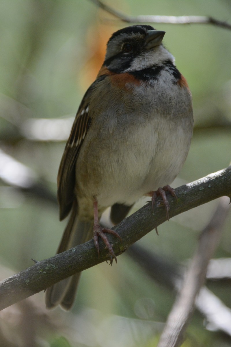 Rufous-collared Sparrow - ML612203874