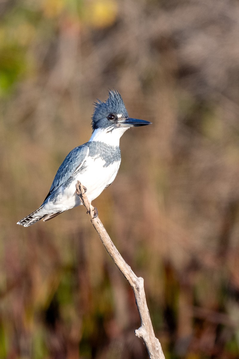 Belted Kingfisher - ML612203884