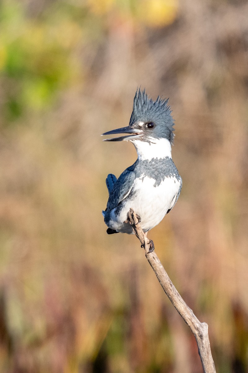 Belted Kingfisher - ML612203886
