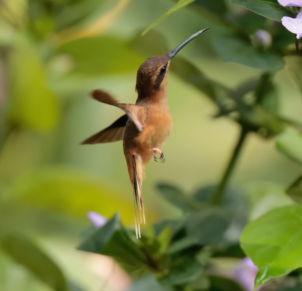 kolibřík proužkohrdlý - ML612203902