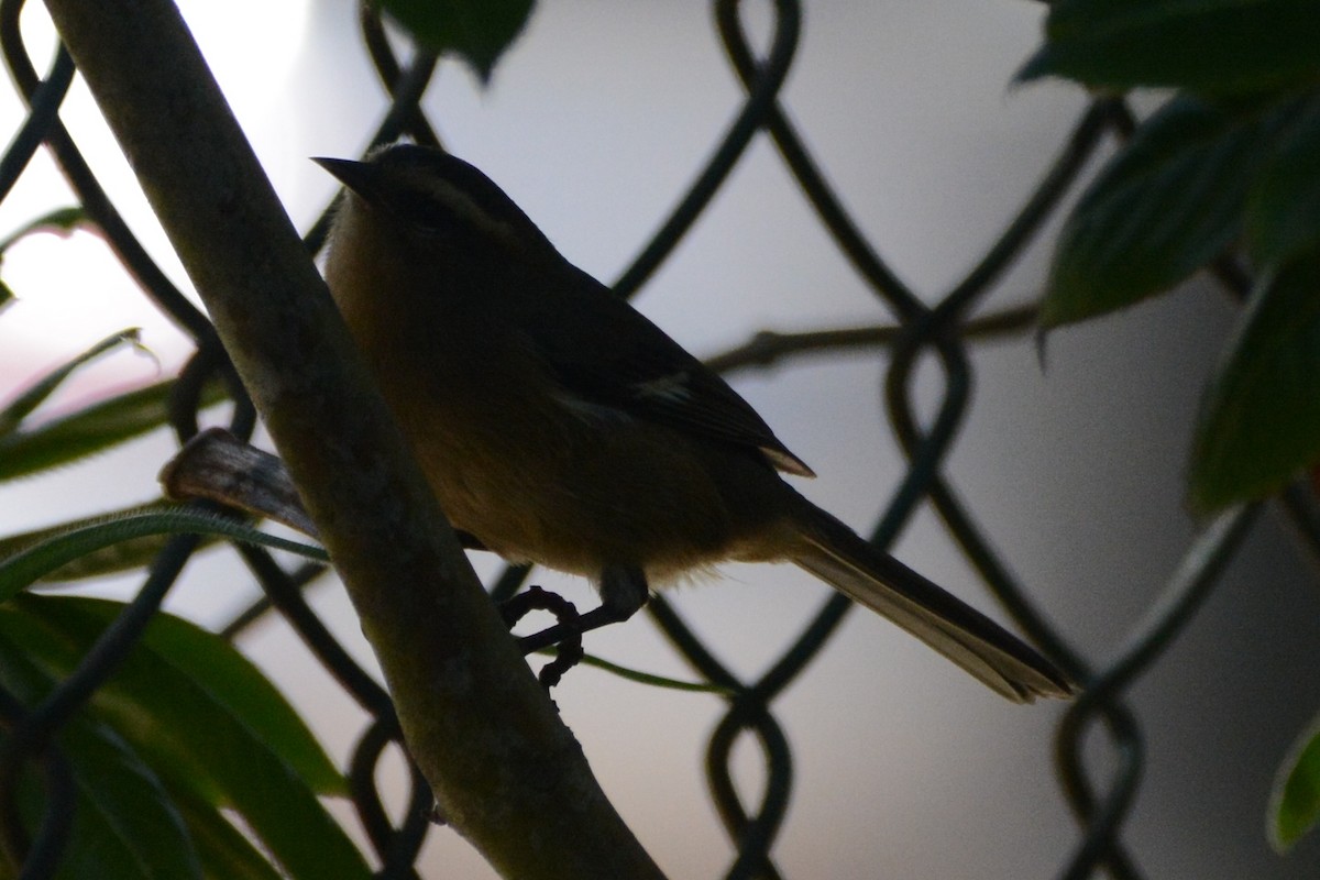 Cinereous Conebill - ML612203909