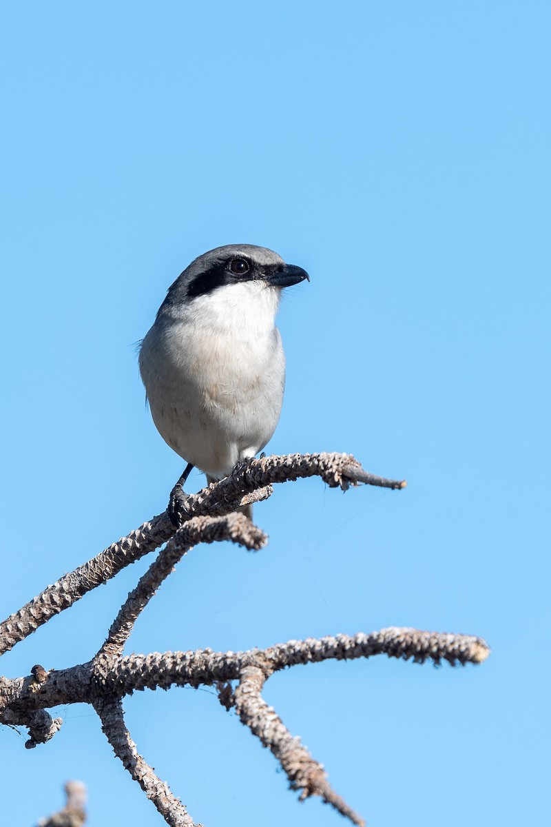 Loggerhead Shrike - Suzy Deese