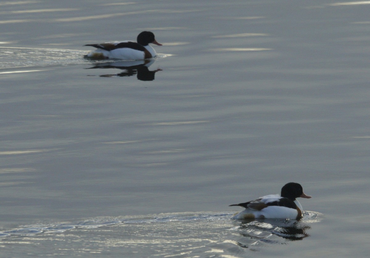 Common Shelduck - ML612203972