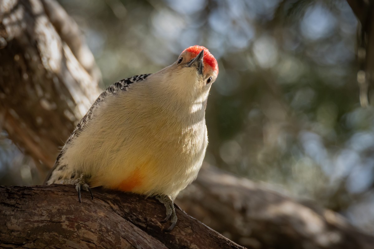 Red-bellied Woodpecker - ML612203973