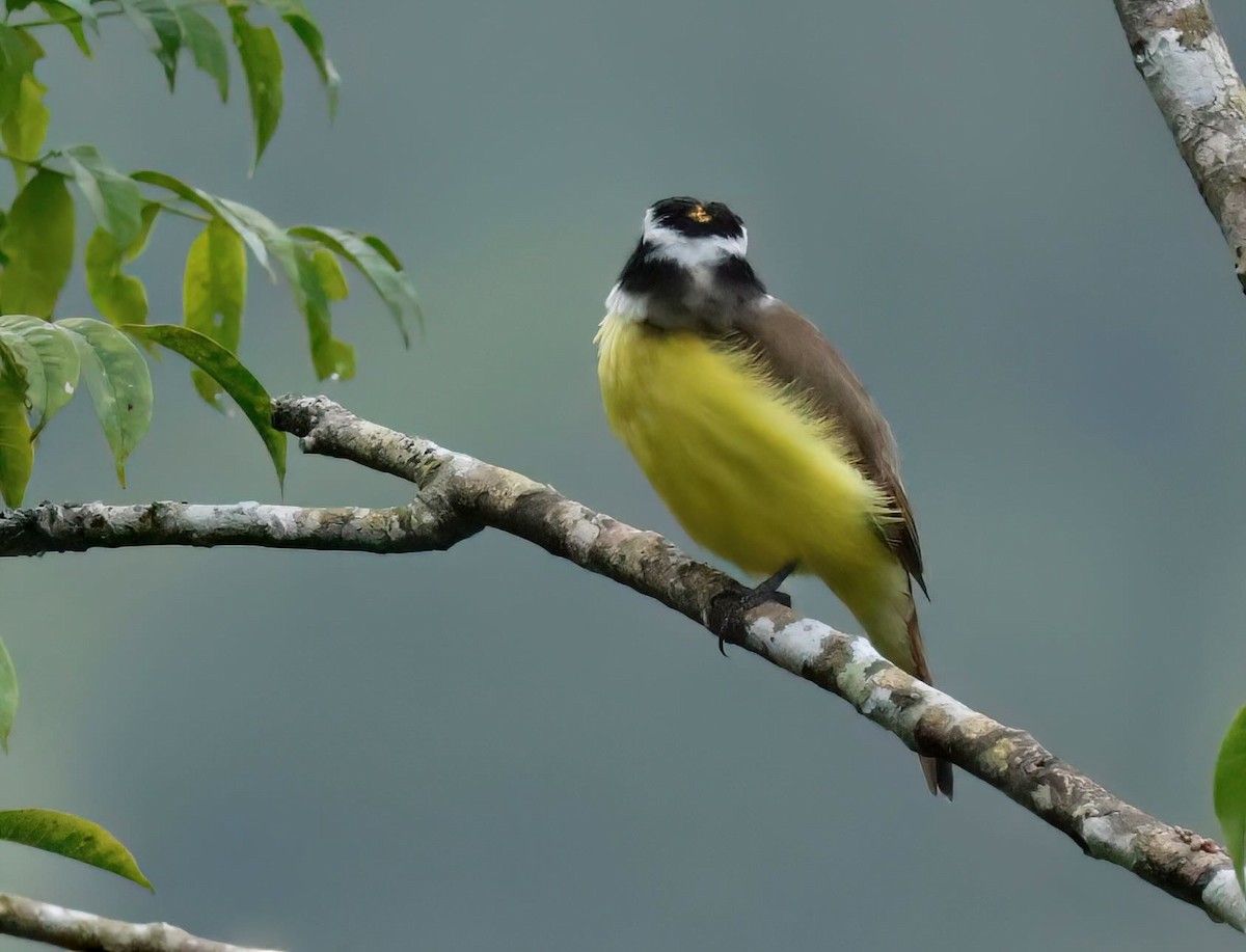 Great Kiskadee - ML612203994