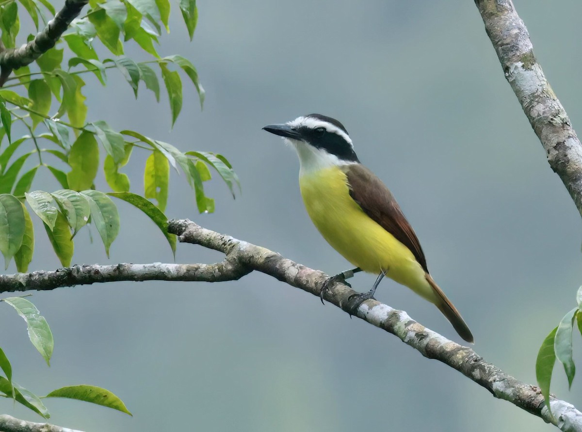 Great Kiskadee - ML612203996