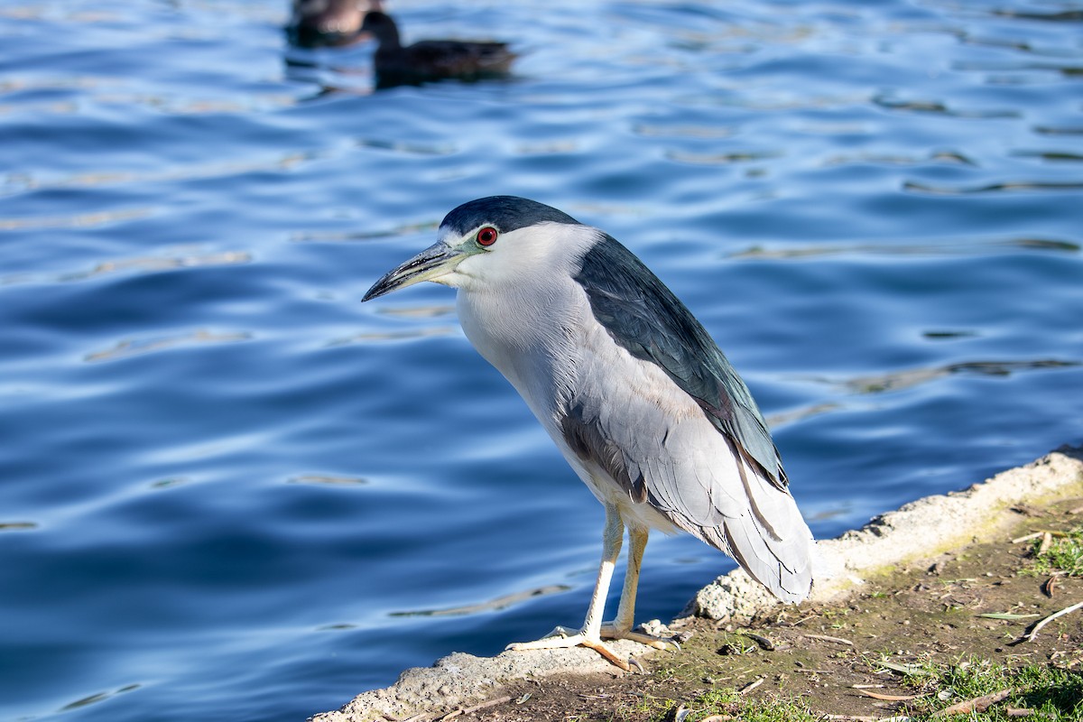 Black-crowned Night Heron - ML612204092