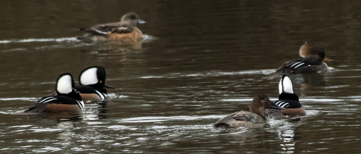 Canvasback - ML612204137