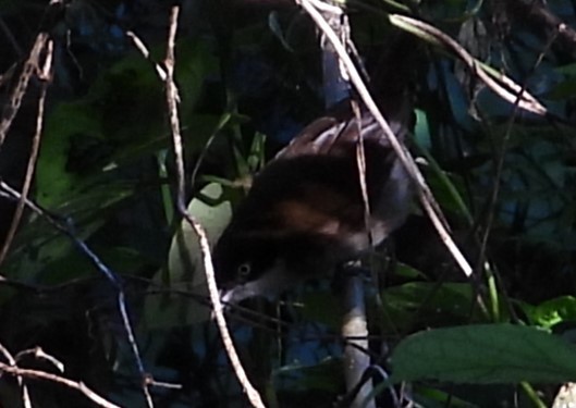 Dark-fronted Babbler - ML612204187