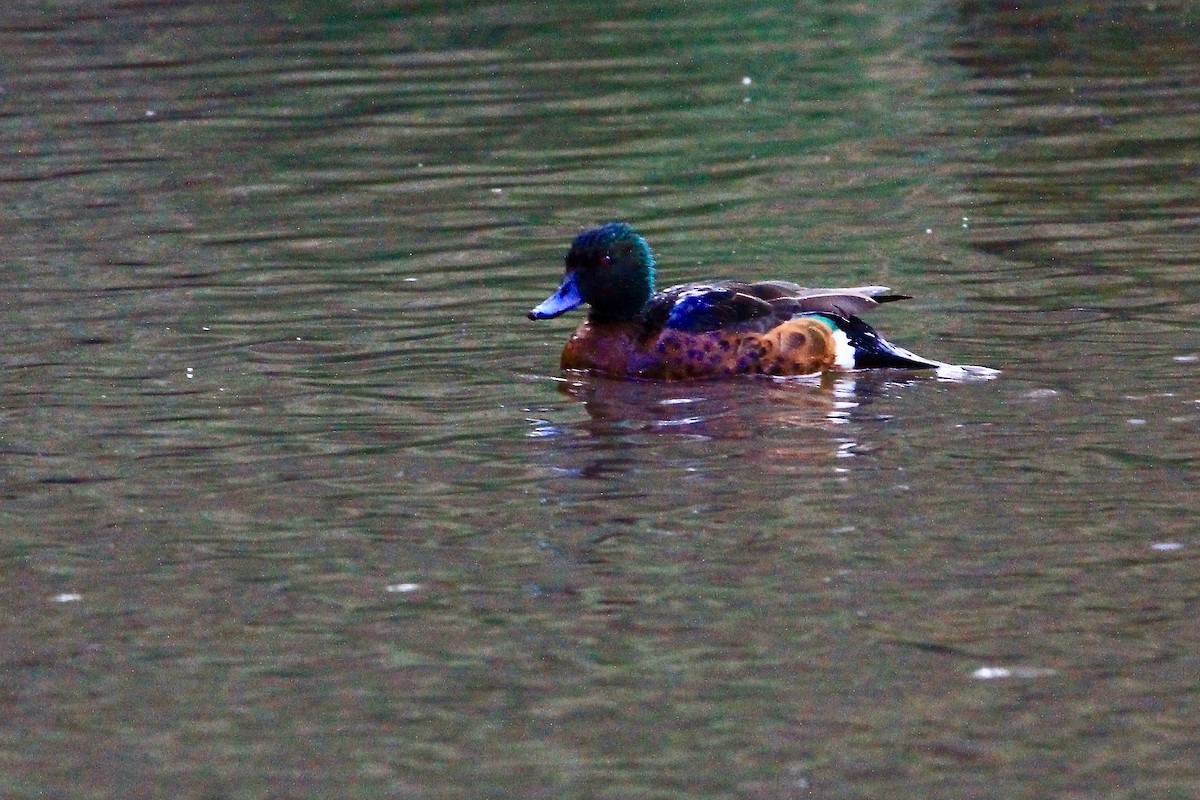 Chestnut Teal - ML612204195