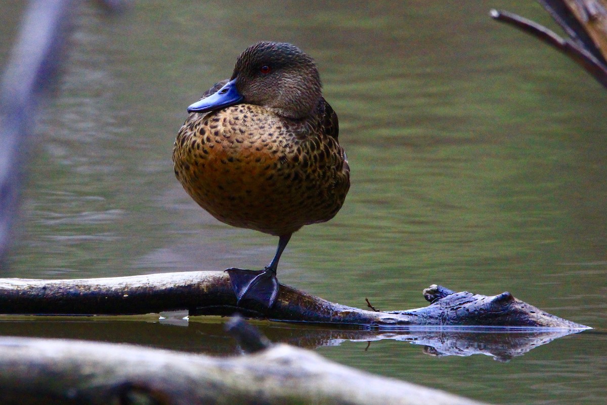 Chestnut Teal - ML612204196