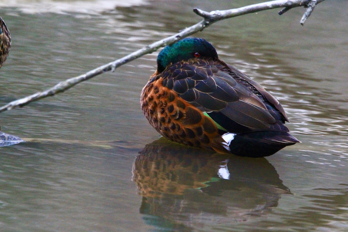 Chestnut Teal - Pauline and Ray Priest