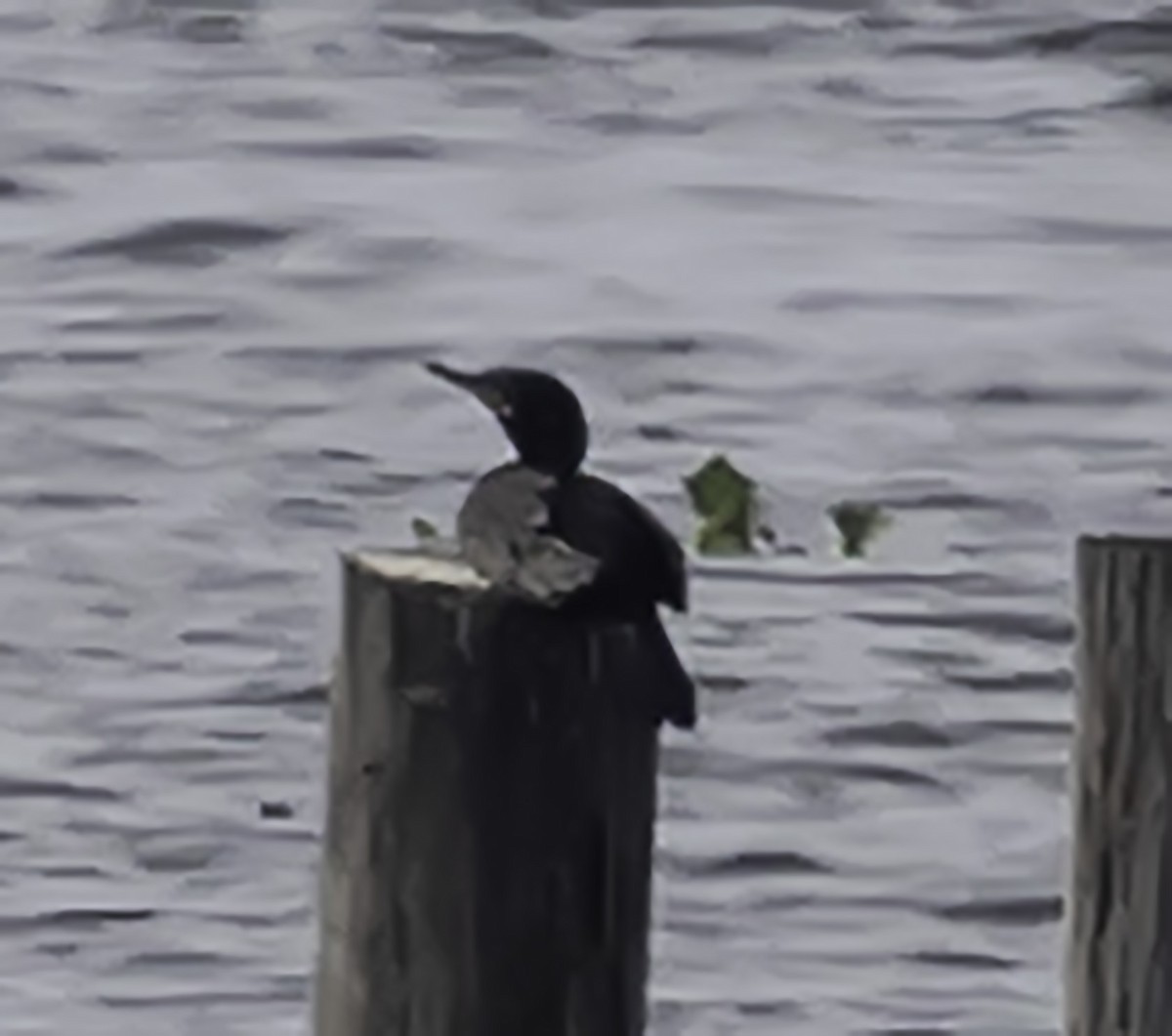 Neotropic Cormorant - David Muth