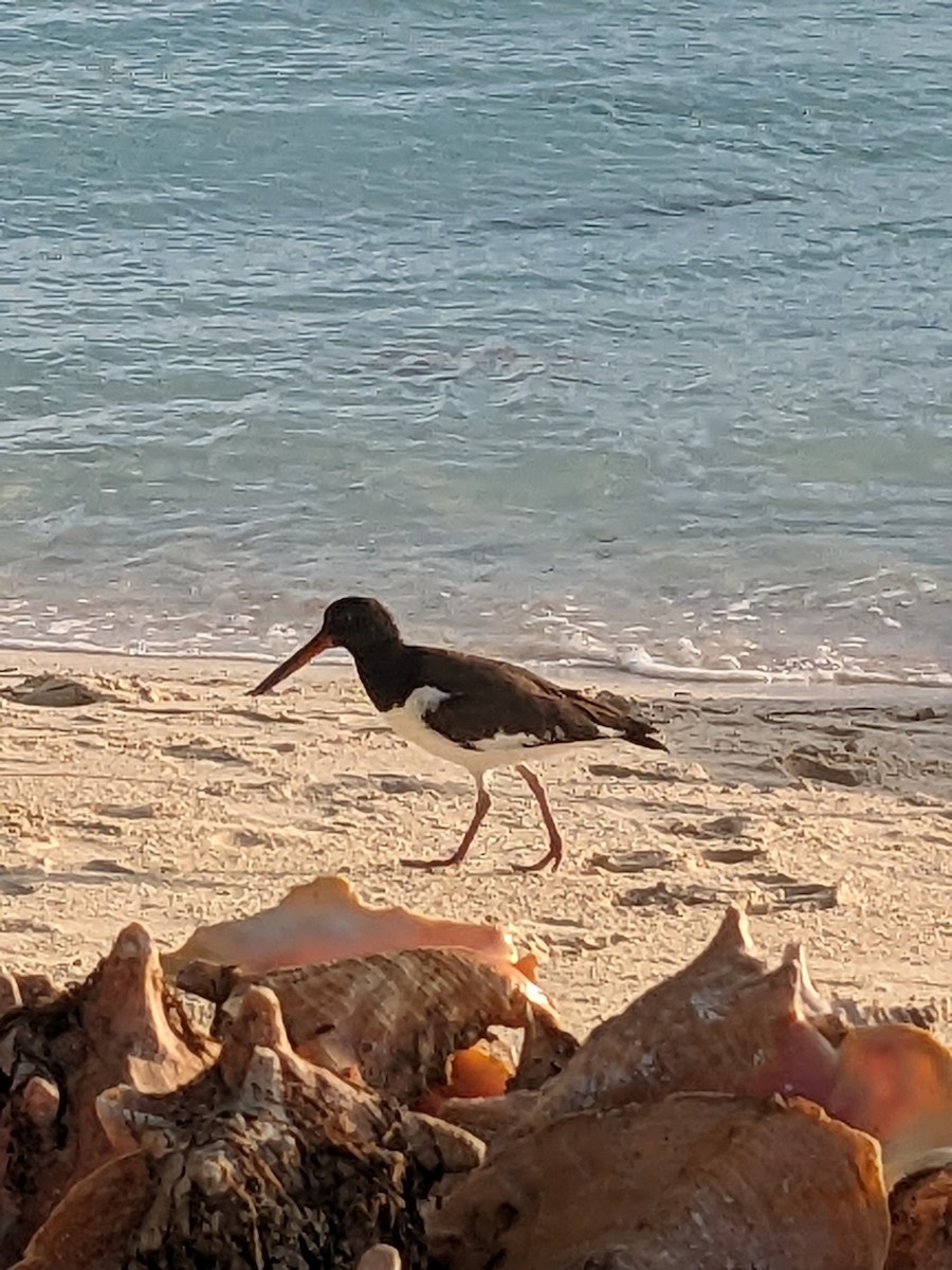 American Oystercatcher - ML612204216