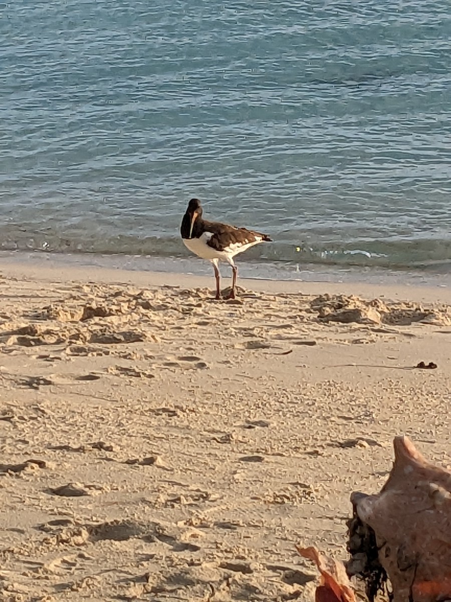 American Oystercatcher - ML612204217