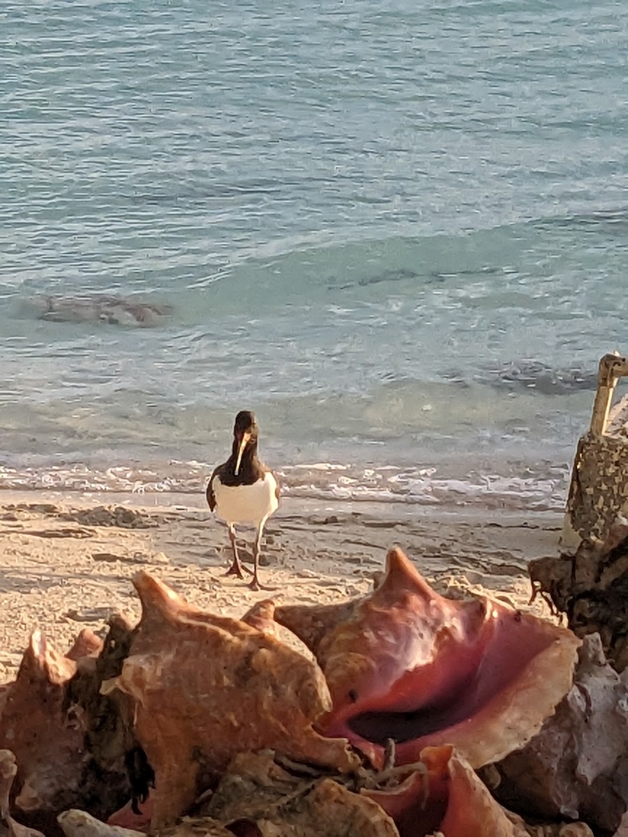 American Oystercatcher - ML612204218