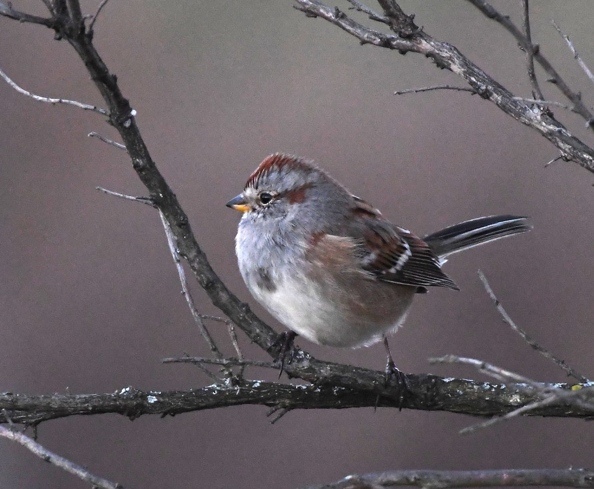American Tree Sparrow - ML612204249