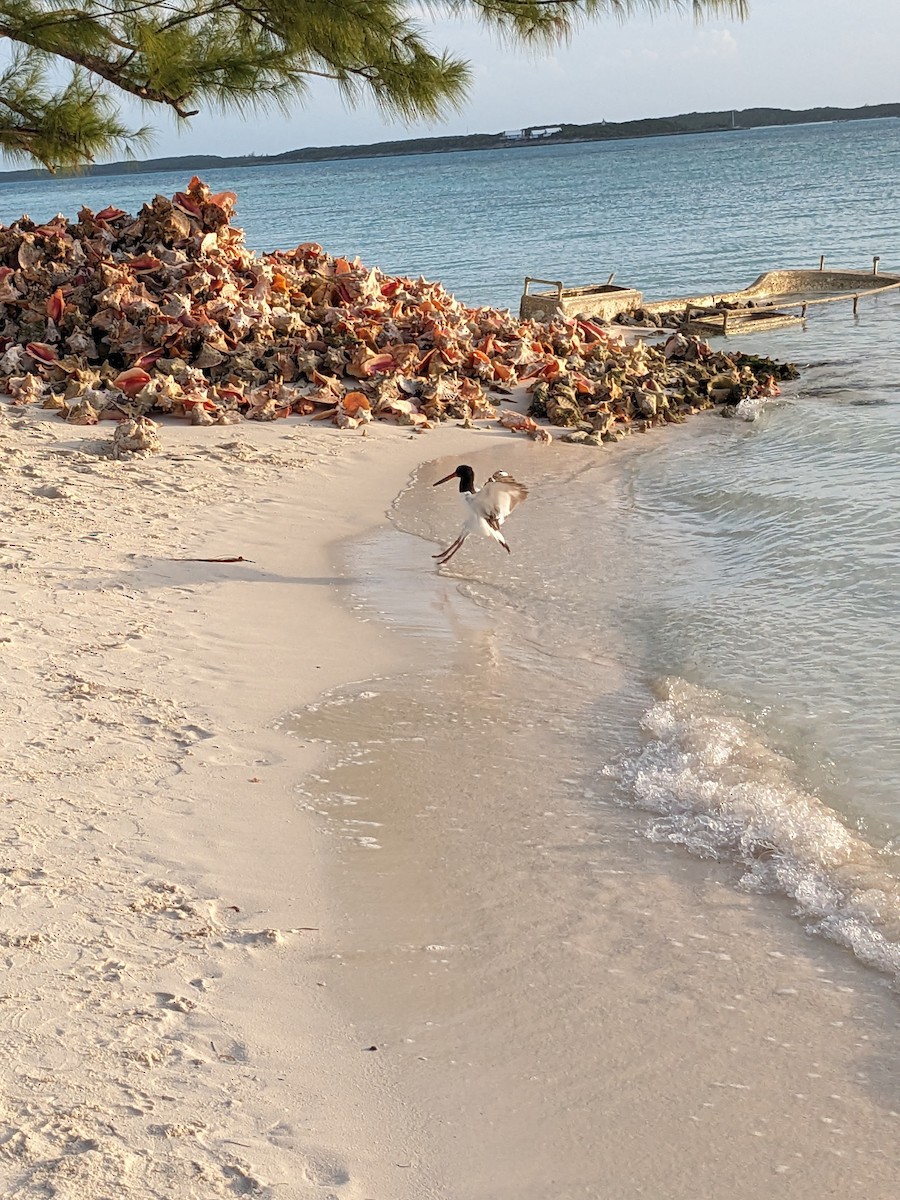 American Oystercatcher - ML612204285