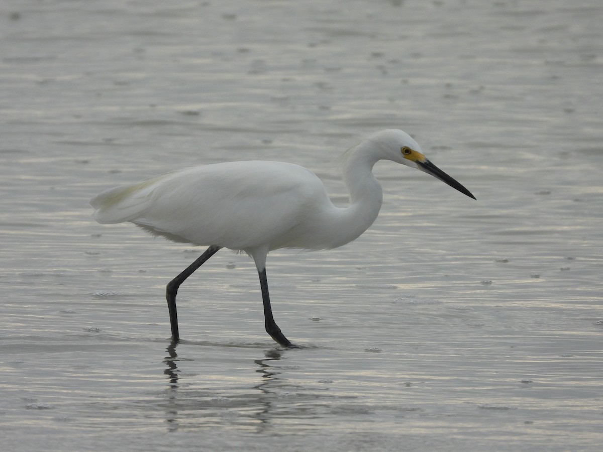 Snowy Egret - ML612204477