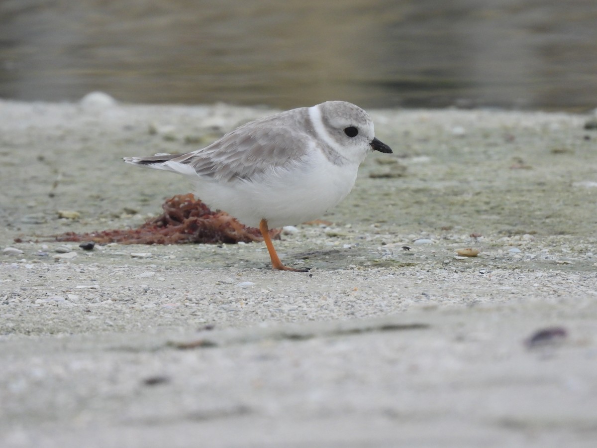 Piping Plover - ML612204479
