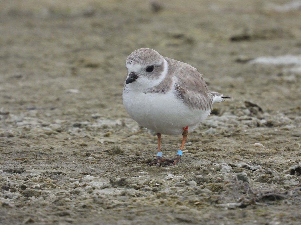 Piping Plover - ML612204486