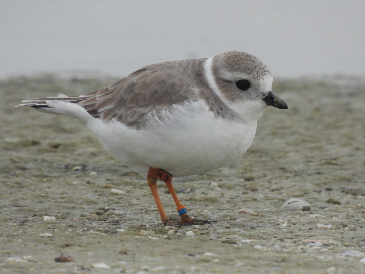 Piping Plover - ML612204503