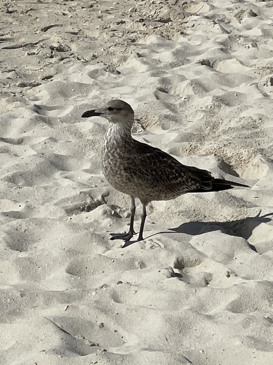 Gaviota Sombría - ML612204540