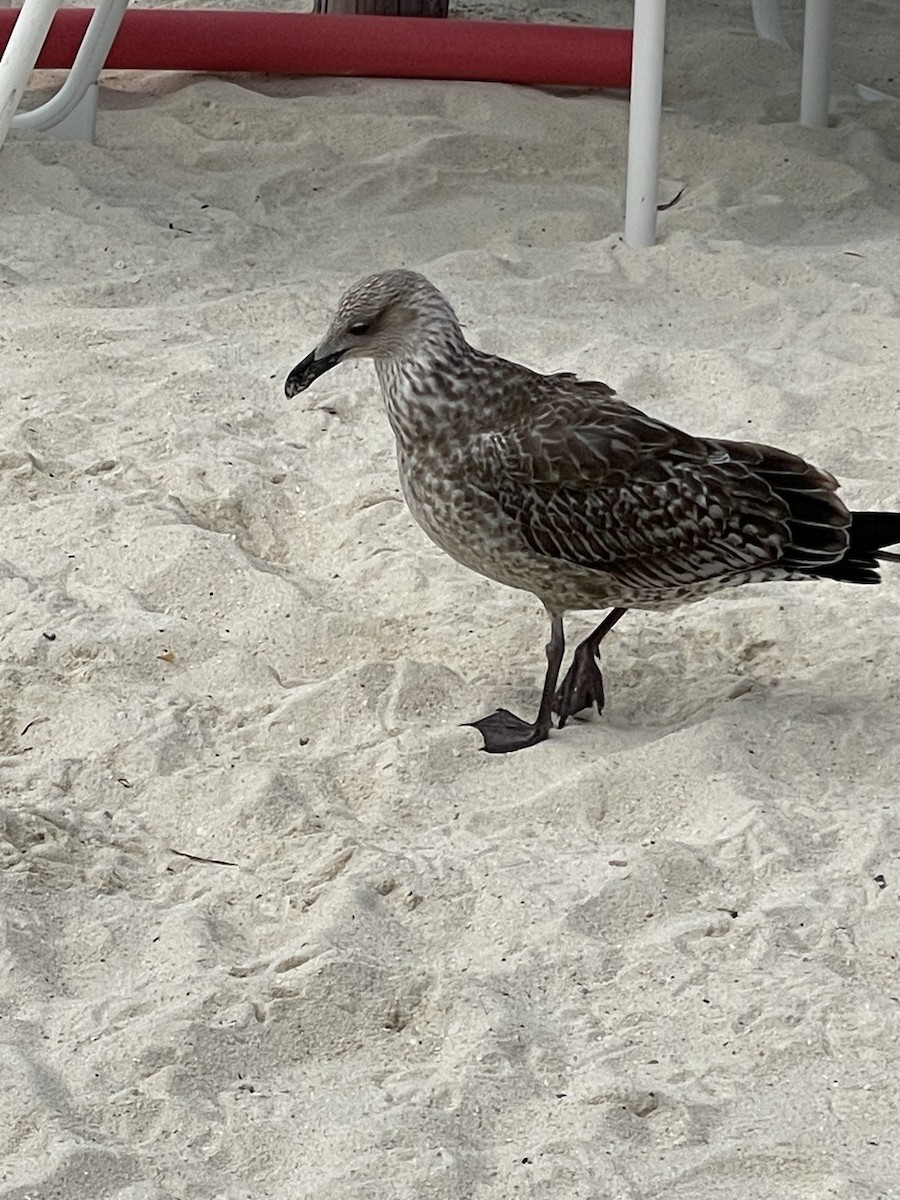 Gaviota Sombría - ML612204541