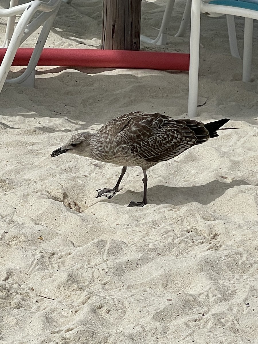 Lesser Black-backed Gull - Eileen Schwinn