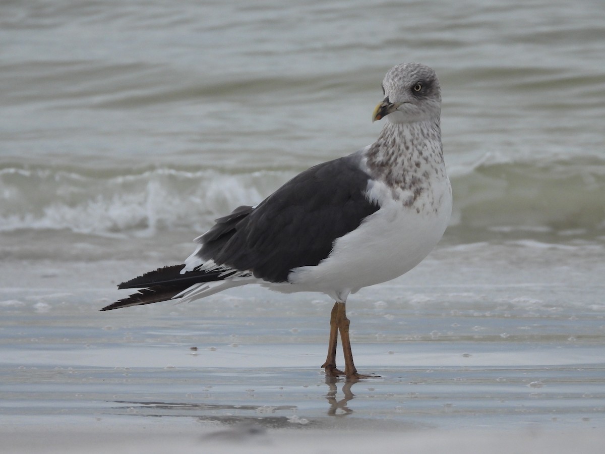 Lesser Black-backed Gull - ML612204551