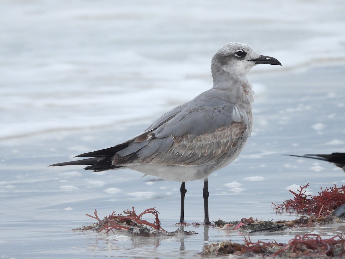 Laughing Gull - ML612204557