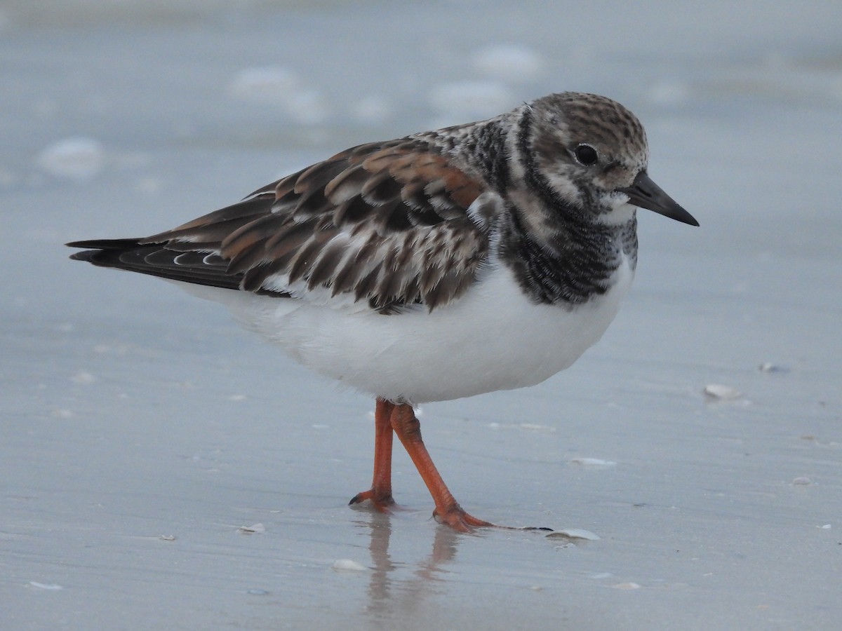 Ruddy Turnstone - ML612204560