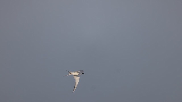 Forster's Tern - ML612204653