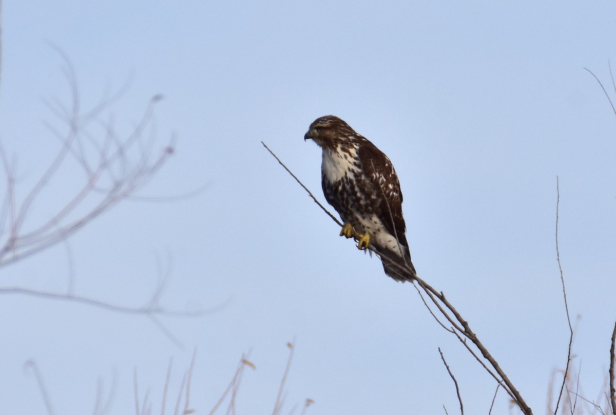 Red-tailed Hawk - Dean Hester