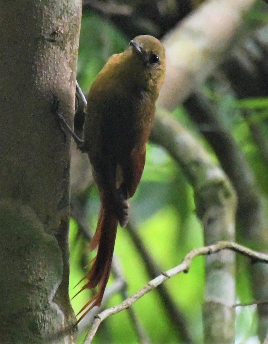 Olivaceous Woodcreeper - ML612204723