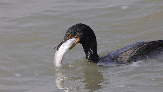 Cormoran à aigrettes - ML612204740