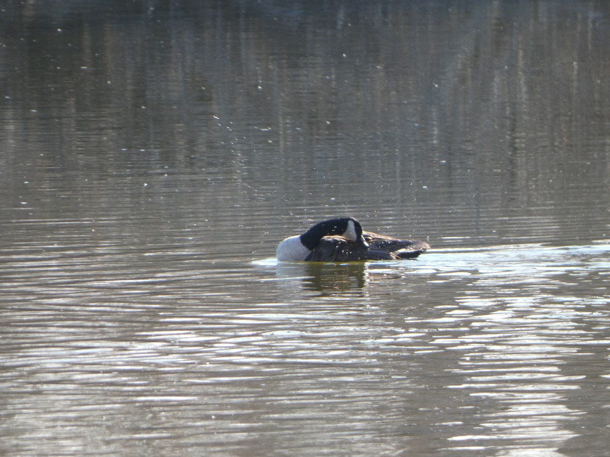 Canada Goose - ML612204763