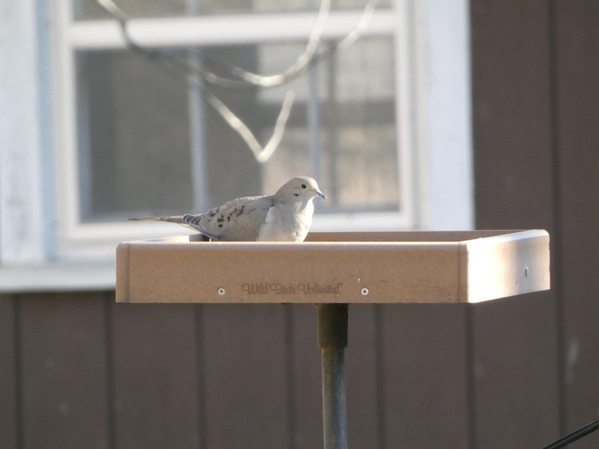 Mourning Dove - Justin Reed