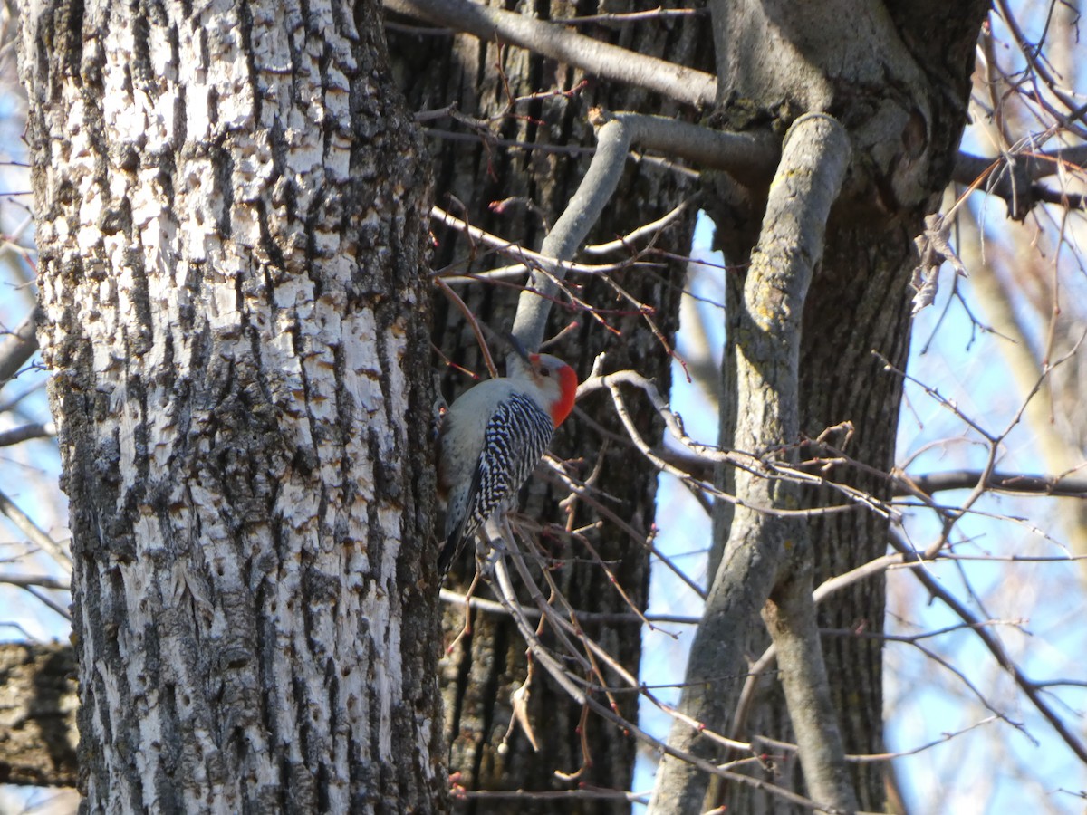 Red-bellied Woodpecker - ML612204774