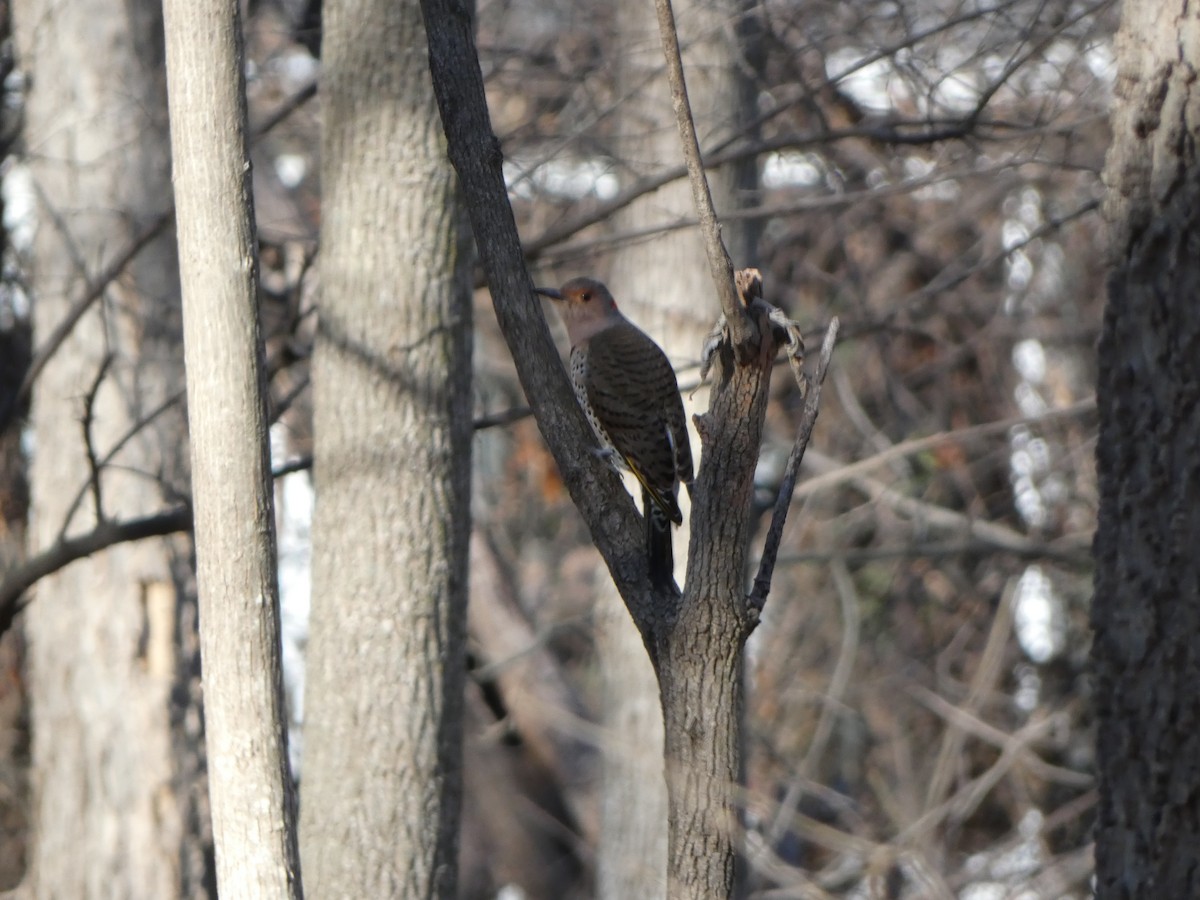 Northern Flicker - Justin Reed