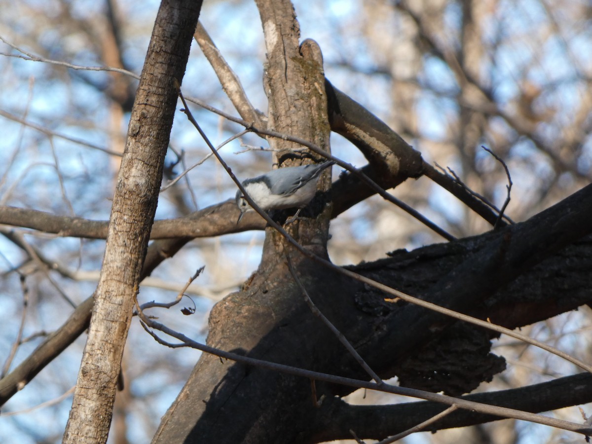 White-breasted Nuthatch - ML612204788