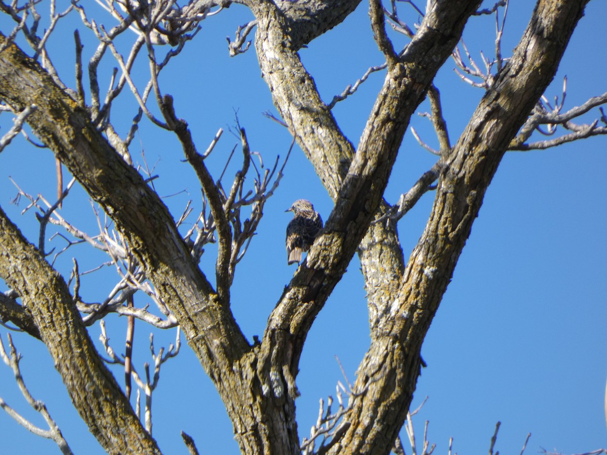 European Starling - ML612204799