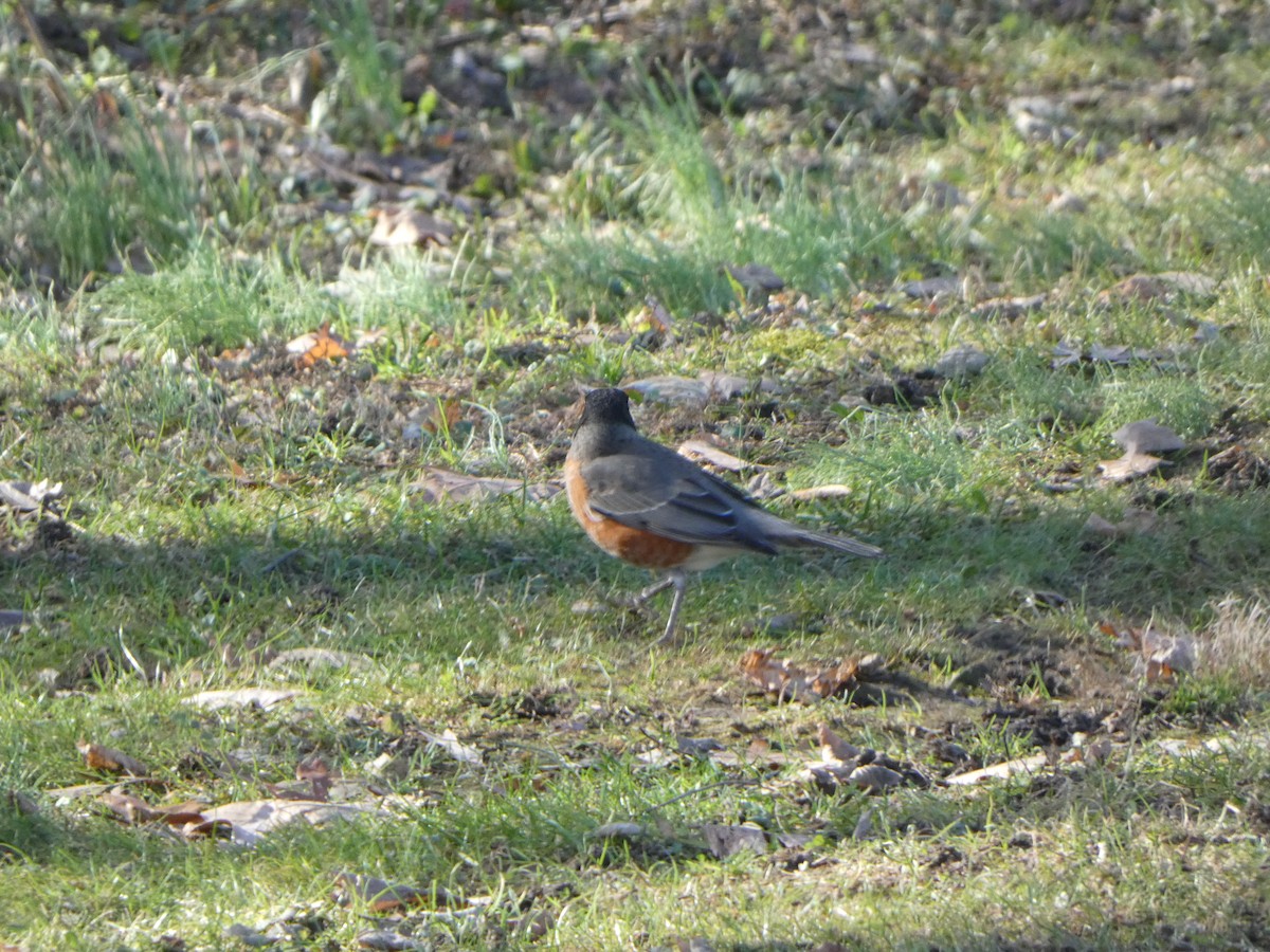 American Robin - ML612204801