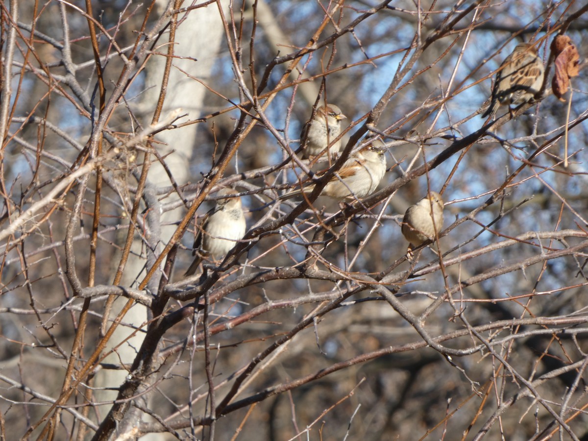 House Sparrow - ML612204805