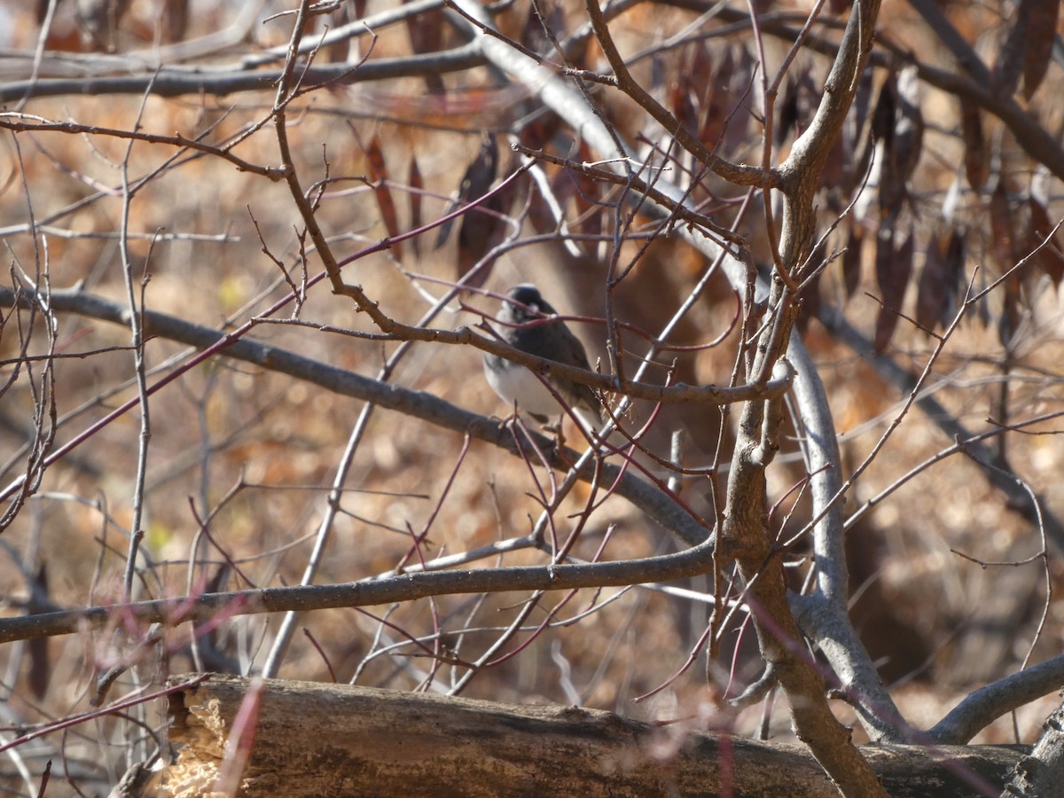 Dark-eyed Junco - ML612204810