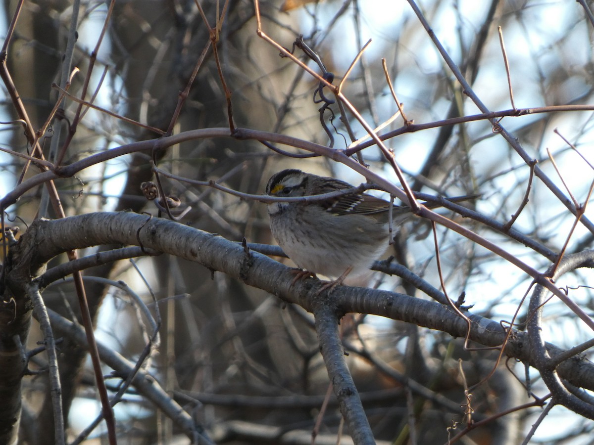 White-throated Sparrow - ML612204826