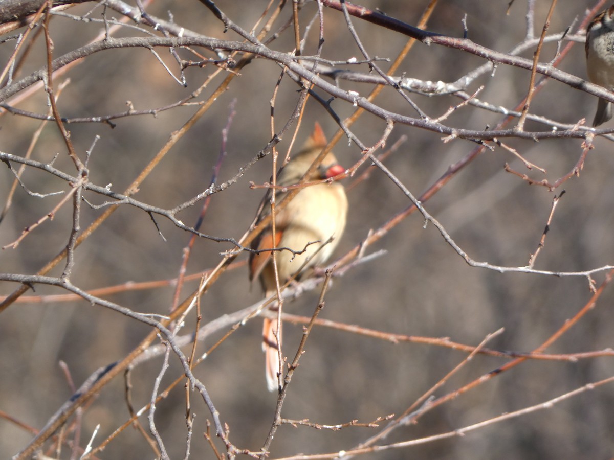 Northern Cardinal - ML612204828