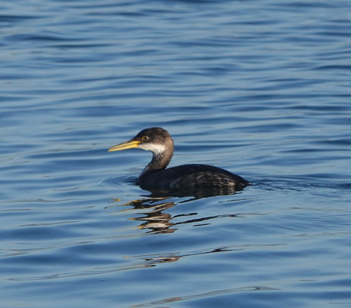 Red-necked Grebe - ML612204904