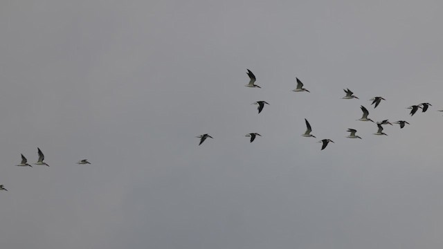 Black Skimmer (niger) - ML612204934