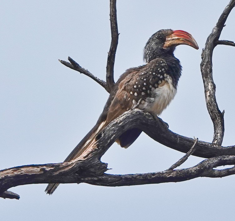 Monteiro's Hornbill - ML612205121